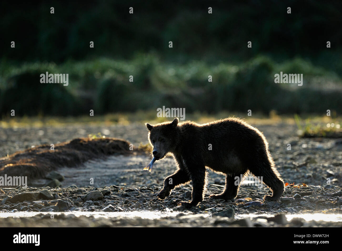 Juvenile Grizzly bear (Ursus arctos horribilis) walking at beach with fish and back light. Stock Photo