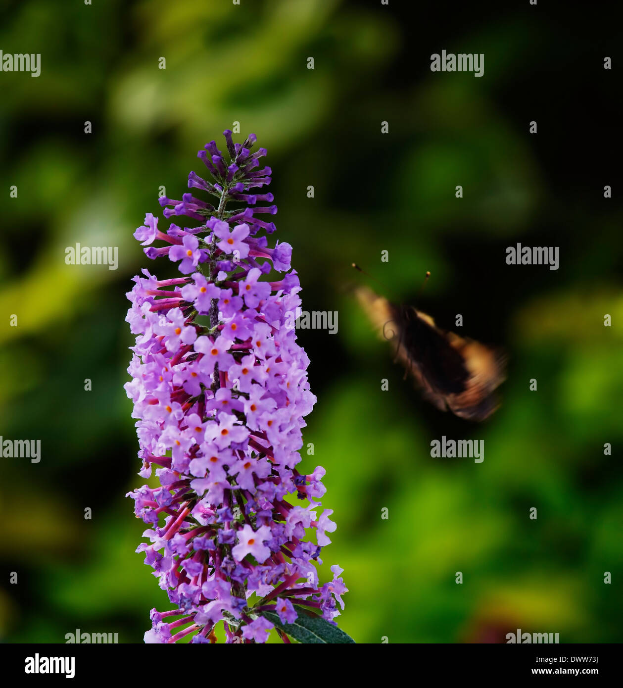 A small, Tortoiseshell coming into land Stock Photo