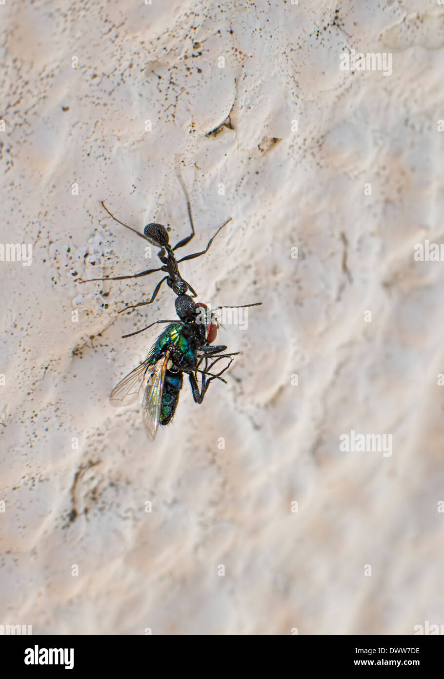 An Ant carrying a Greenbottle fly down a vertical wall Stock Photo