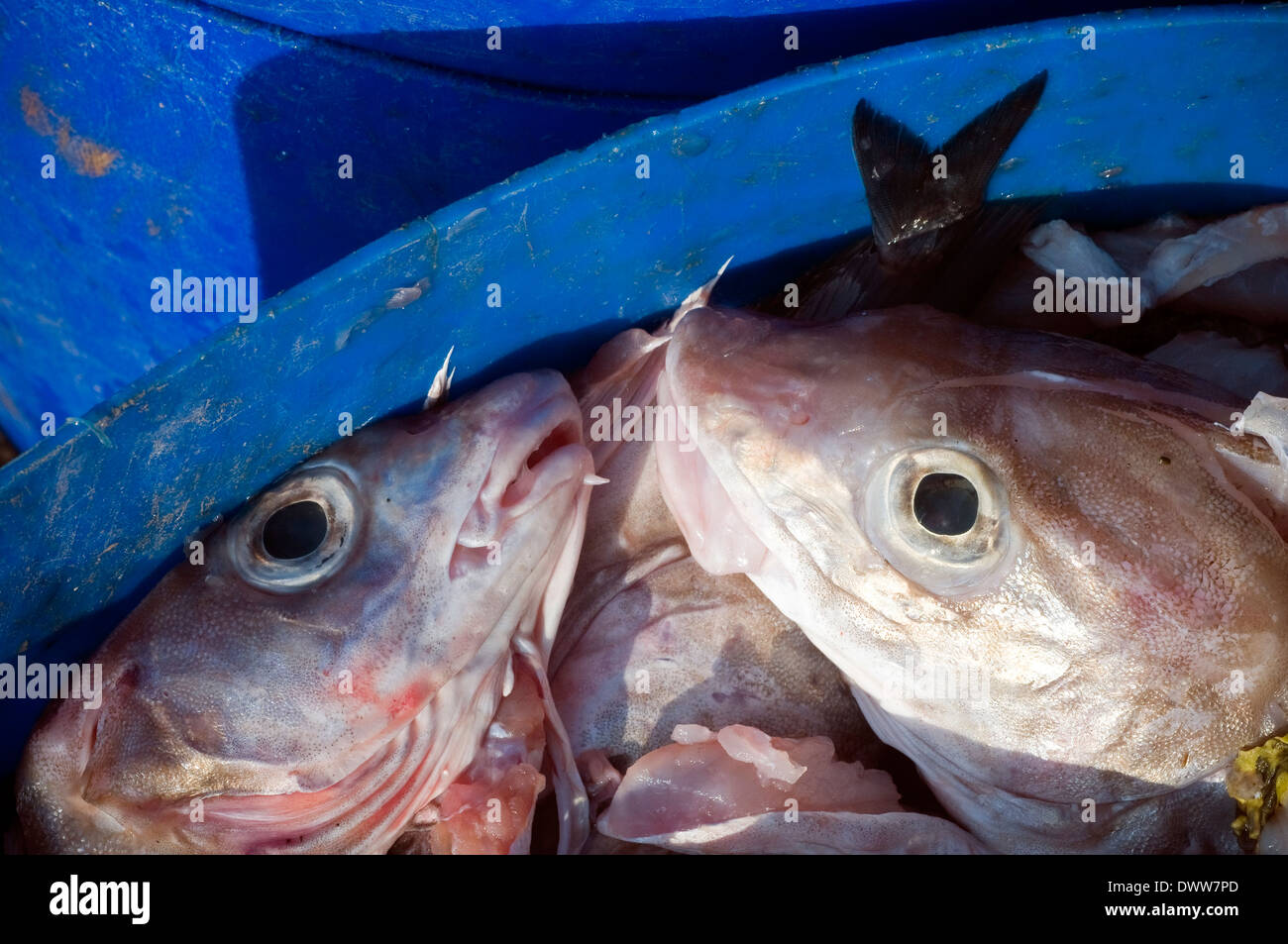 Fish heads,head, fish, plate, isolated, meal, whole, white, tail, life