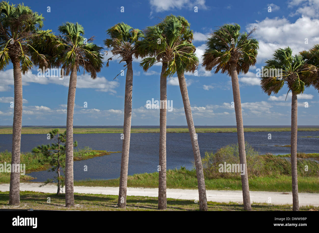 Okeechobee, Florida - Palm trees on the shore of Lake Okeechobee. Stock Photo