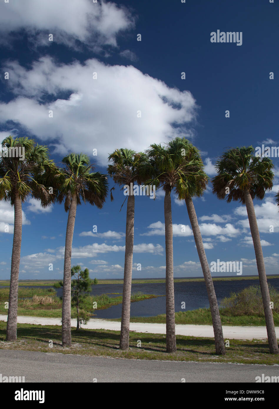 Okeechobee, Florida - Palm trees on the shore of Lake Okeechobee. Stock Photo