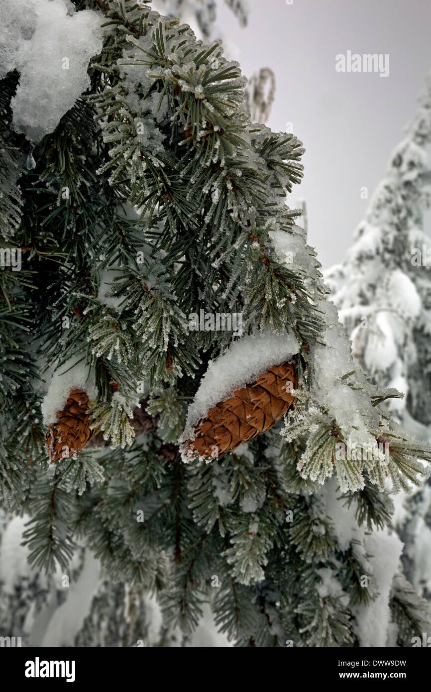 WASHINGTON - Douglas fir cones on a snow covered tree in the Wenatchee National Forest. Stock Photo