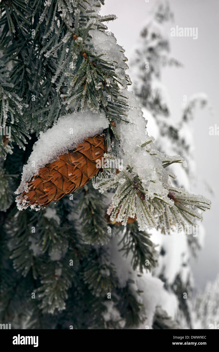 WASHINGTON - Douglas fir cones on a snow covered tree in the Wenatchee National Forest. Stock Photo