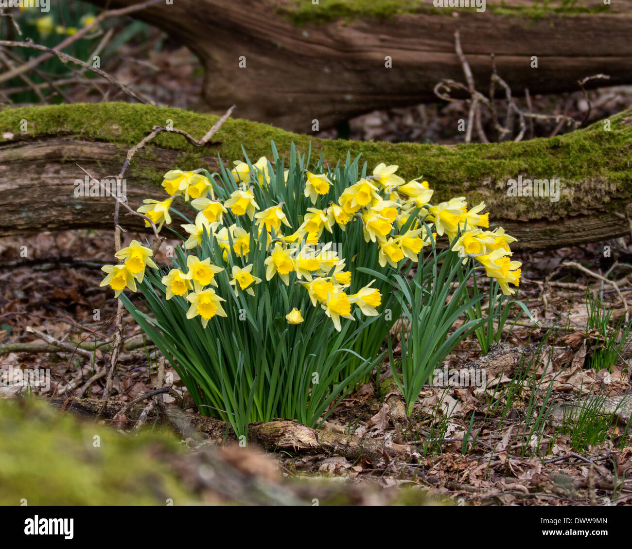 A clump of wild daffodils growing in woodland in Hampshire Stock