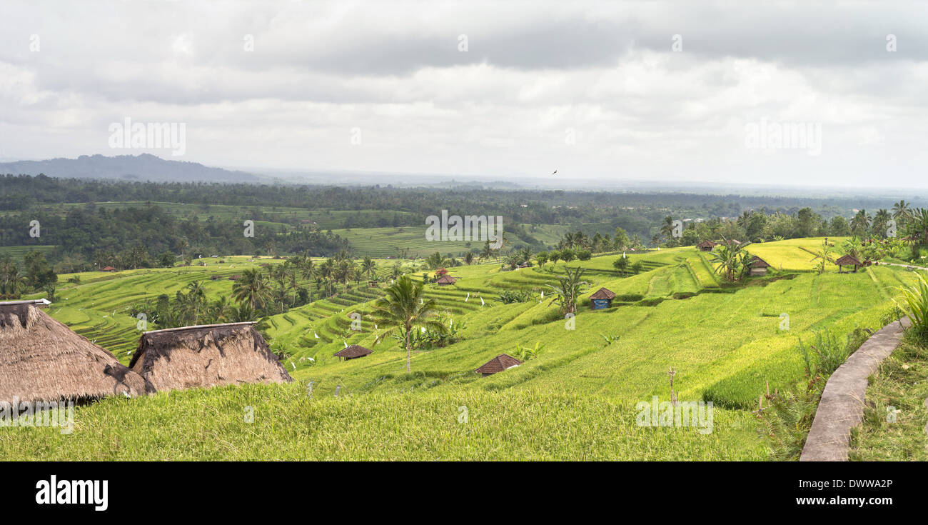 View of the old rice terraces. Bali autumn Stock Photo - Alamy