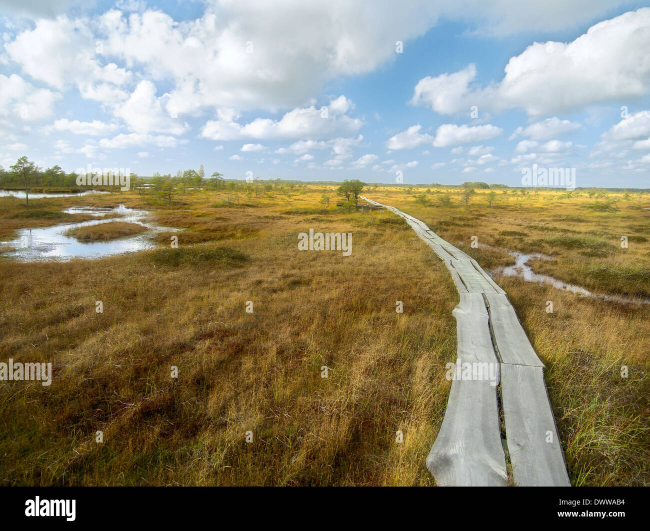 View of the marshy plain. autumn, Latvia, Kurzeme Stock Photo