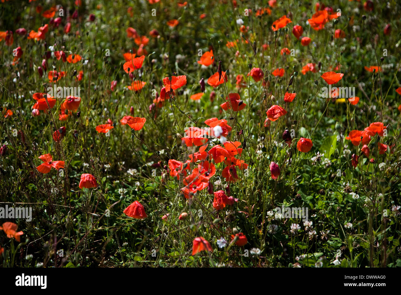field of poppies Stock Photo Alamy