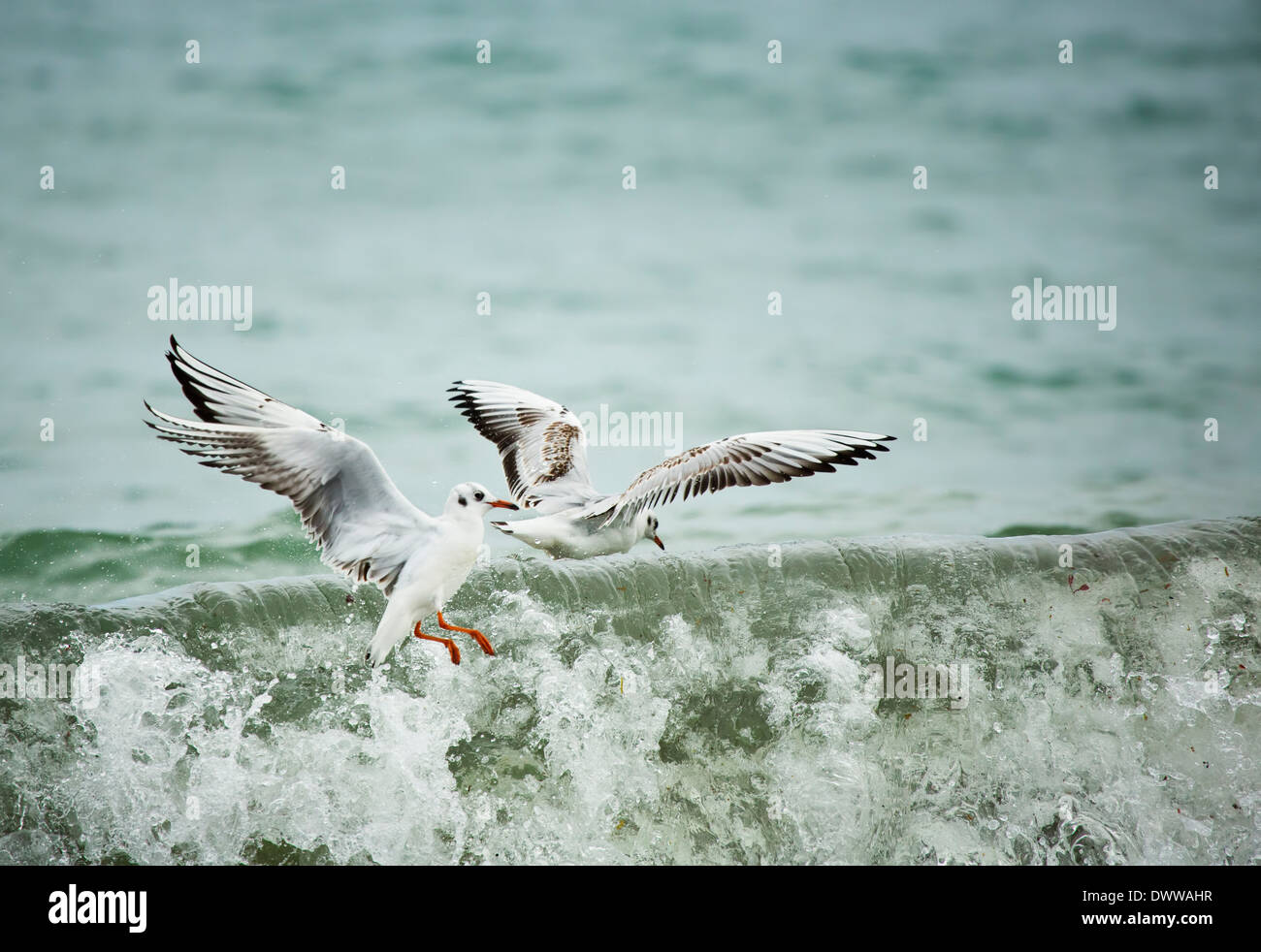 Black-Headed Gulls Chroicocephalus ridibundus feeding in the waves Stock Photo