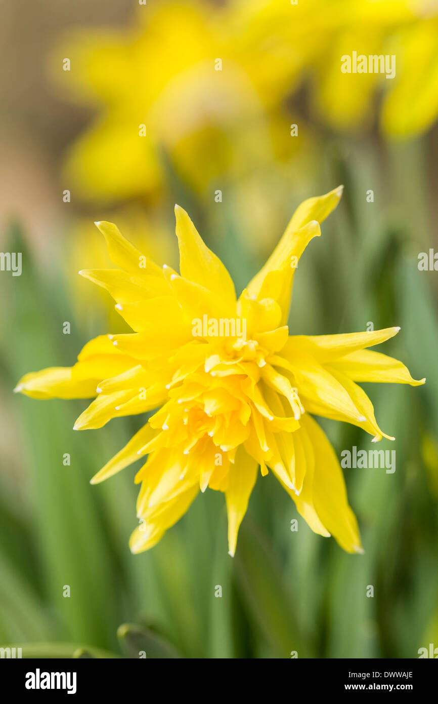 Narcissus hires stock photography and images Alamy