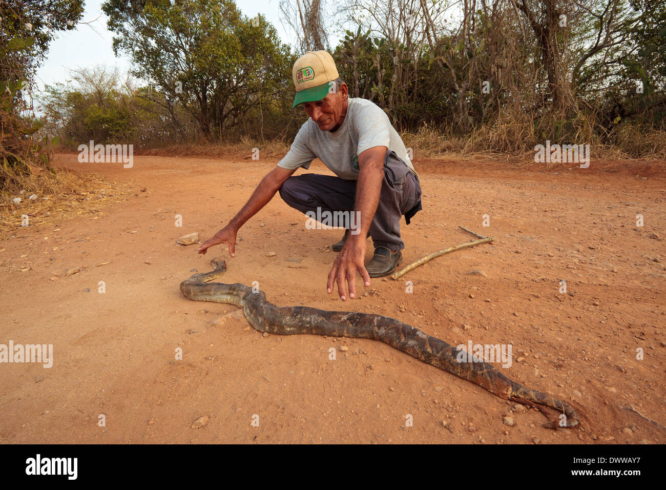 Panamanian man with a road-killed Boa Constrictor in Sarigua national park, Herrera province, Republic of Panama. Stock Photo