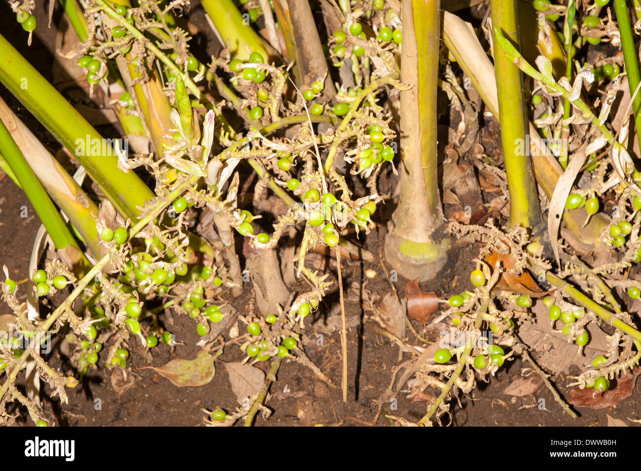 South Southern India Kerala Thekkady spice village spices plantation