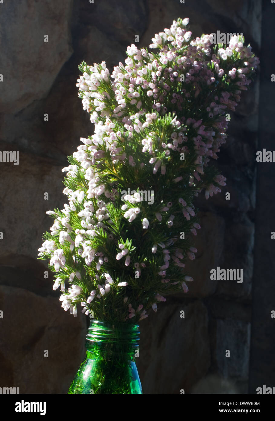Erica sitiens forms a compact bunch of white flowers in winter time. Stock Photo