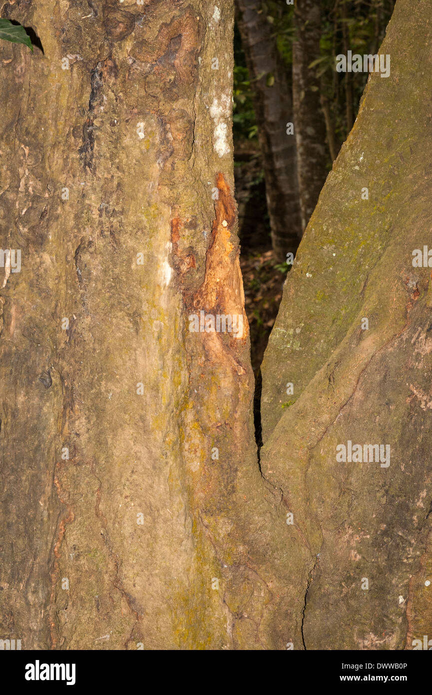 South Southern India Kerala Thekkady spice village spices plantation