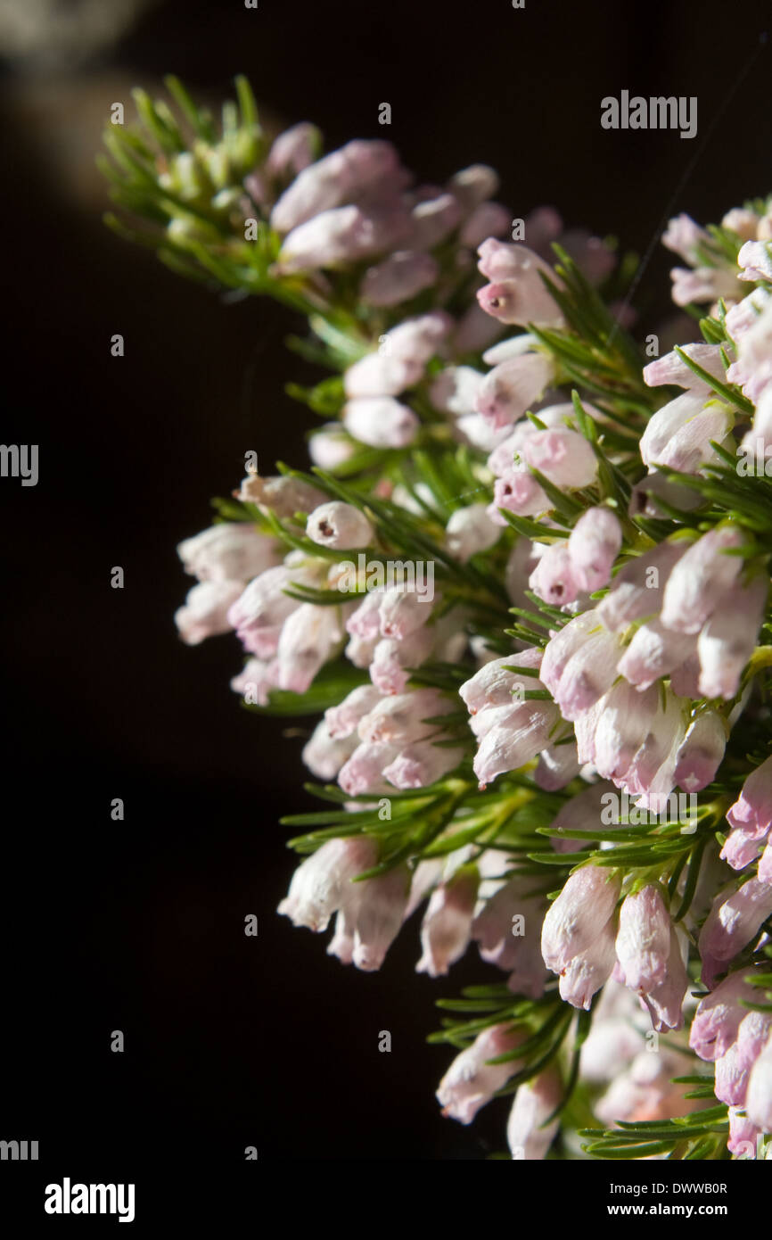 Erica sitiens forms a compact bunch of white flowers in the Western Cape floral kingdom in winter time. Stock Photo