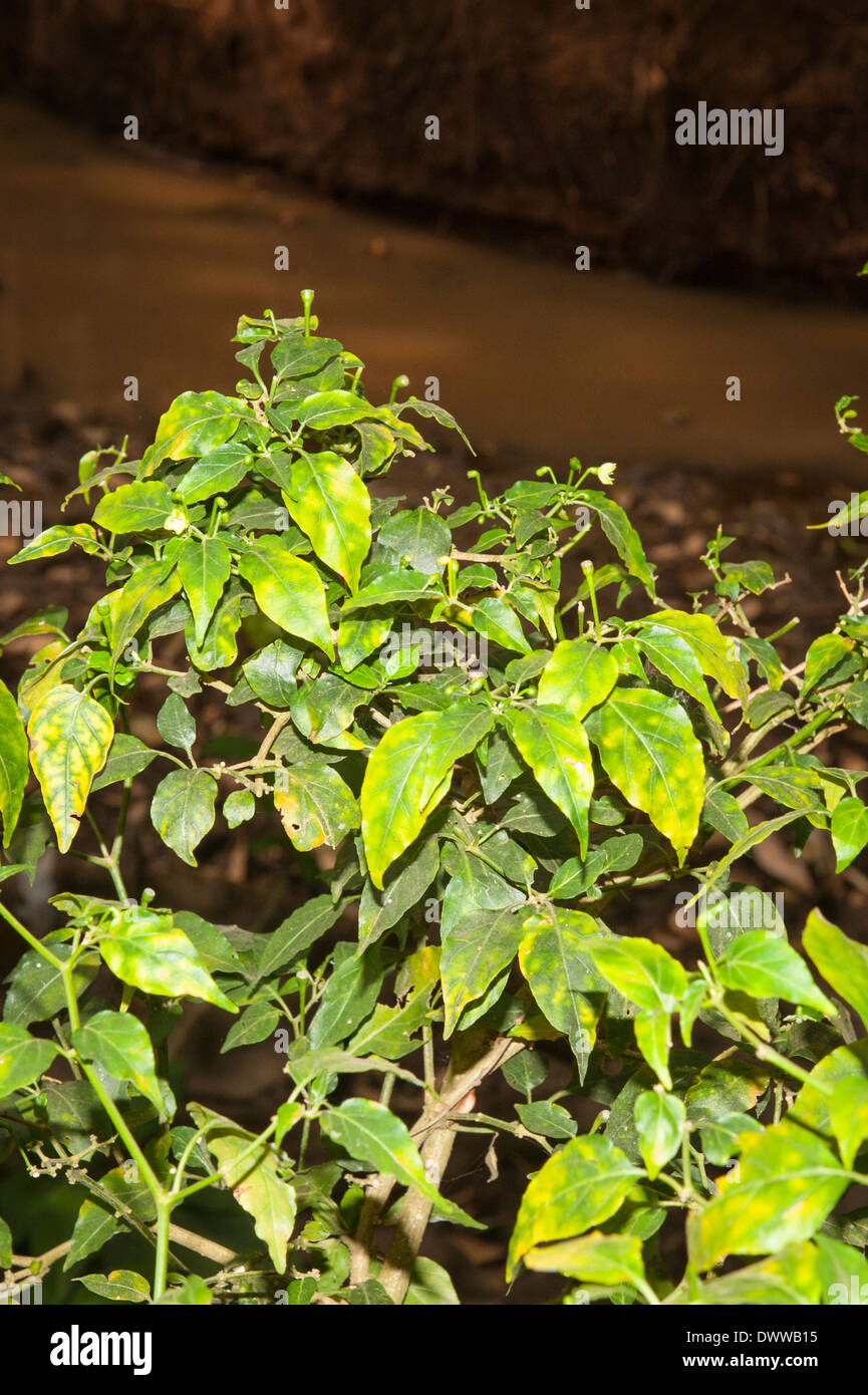 South Southern India Kerala Thekkady spice village spices plantation