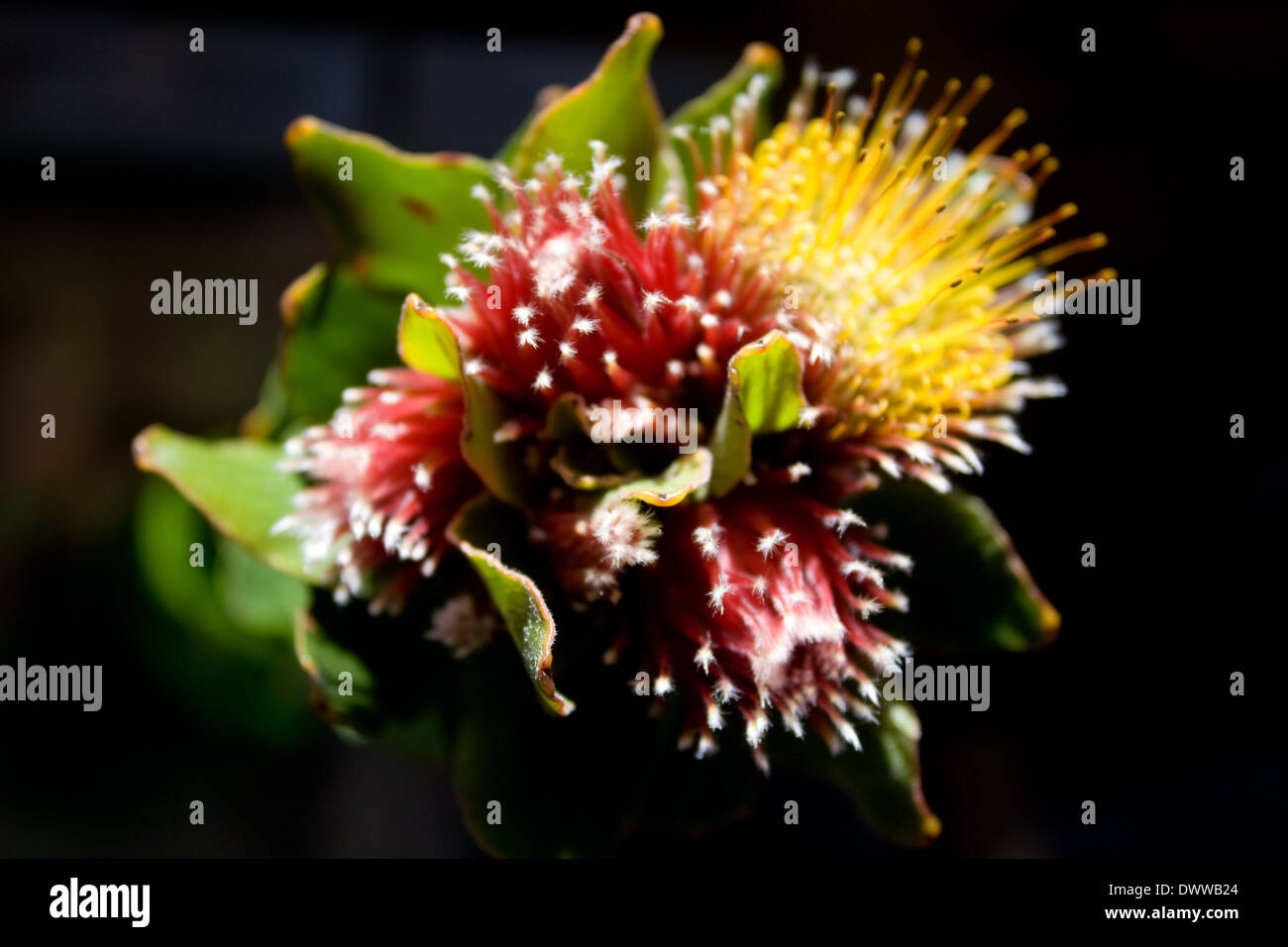This small pincushion (Leucospremum oleifolium) is known as the Overberg pincushion and luisies in colloquial Afrikaans. Stock Photo