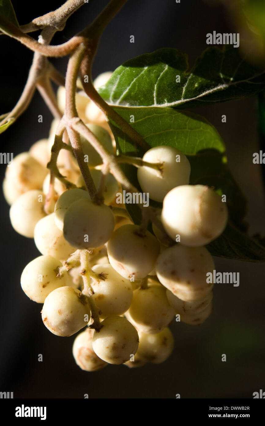 The white berries of assegai tree (Curtisia dentata) forms in August in the winter rainfall area of the Western Cape. Stock Photo