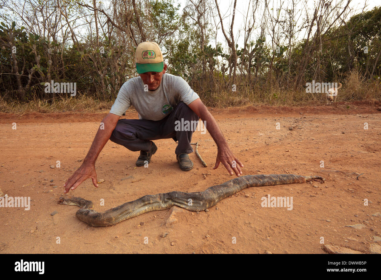 Panamanian man with a road-killed Boa Constrictor snake in Sarigua national park, Herrera province, Republic of Panama. Stock Photo