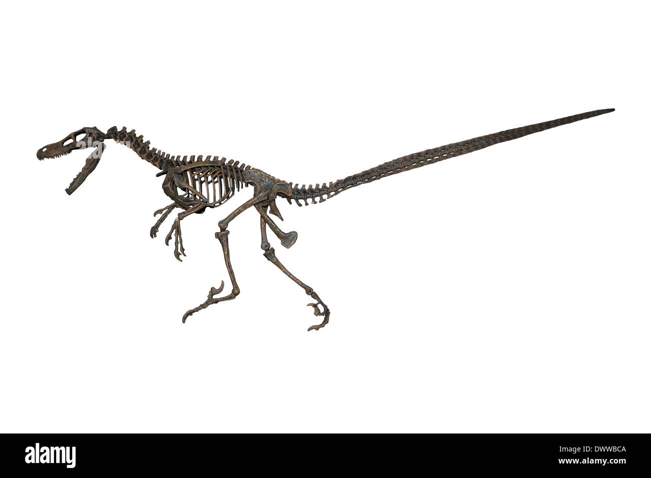 Velociraptor mongoliensis Skeleton Model Stock Photo