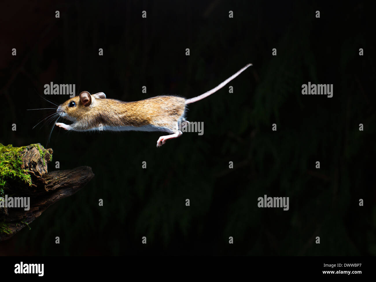 Wood mouse -Apodemus sylvaticus Stock Photo