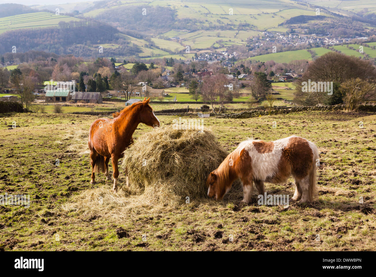 Ponies eating a hay bale below Curbar Edge, Peak District, Derbyshire Stock Photo
