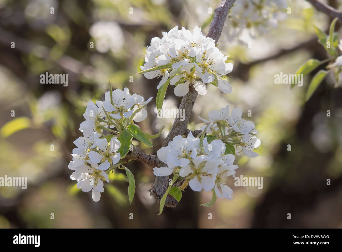Pear Fruit Tree Flower Blossoms in Spring Time Closeup Stock Photo