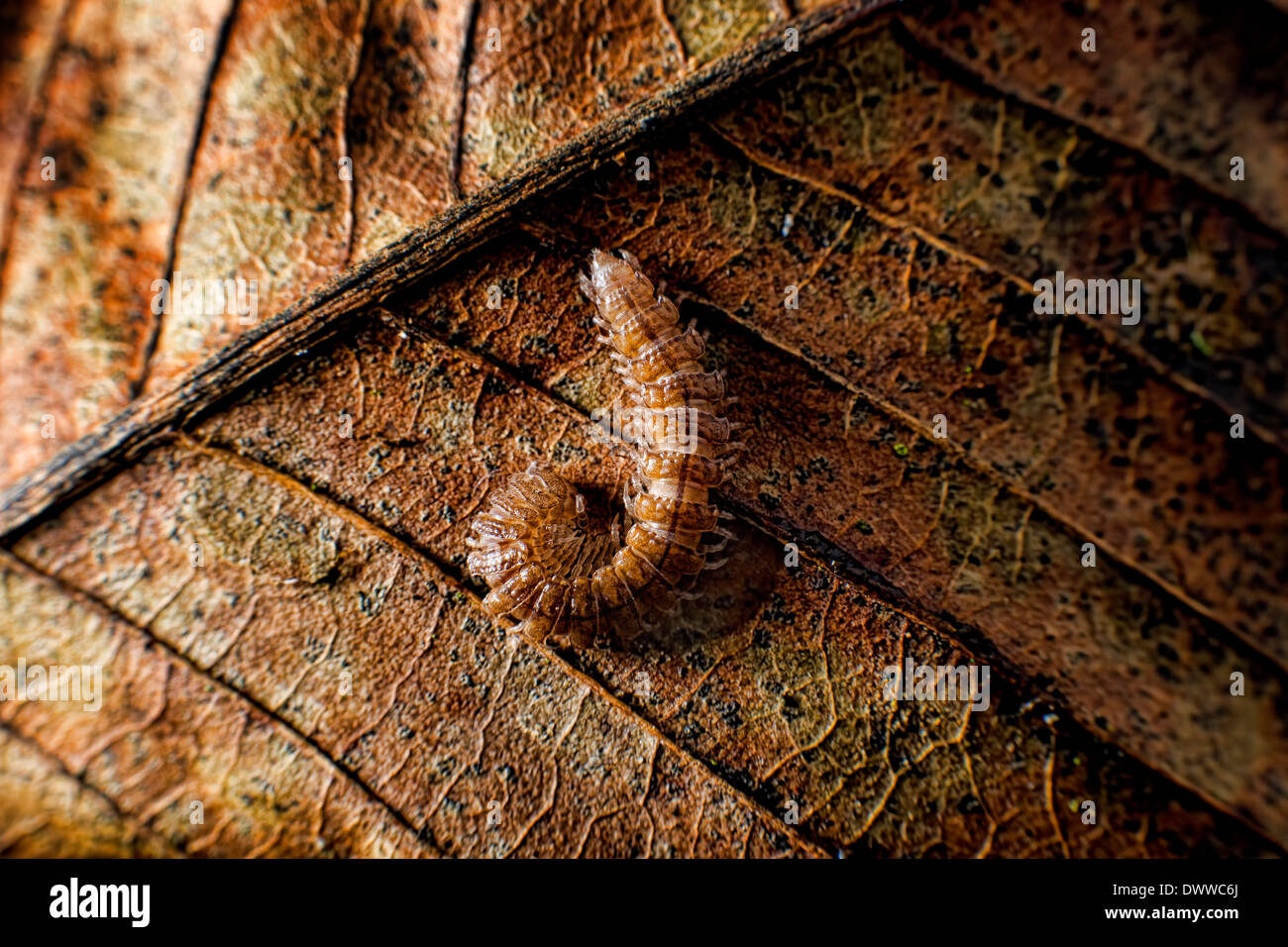 Flat backed millipede resting on a dead leaf Stock Photo