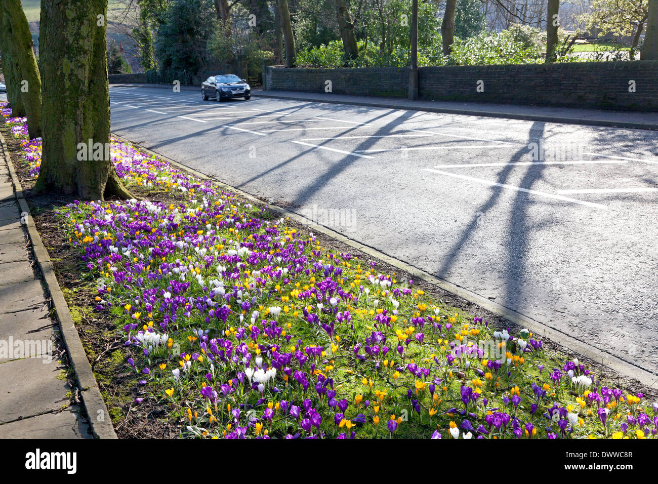 Spring crocuses lining the road, Sowerby Bridge, West Yorkshire Stock Photo
