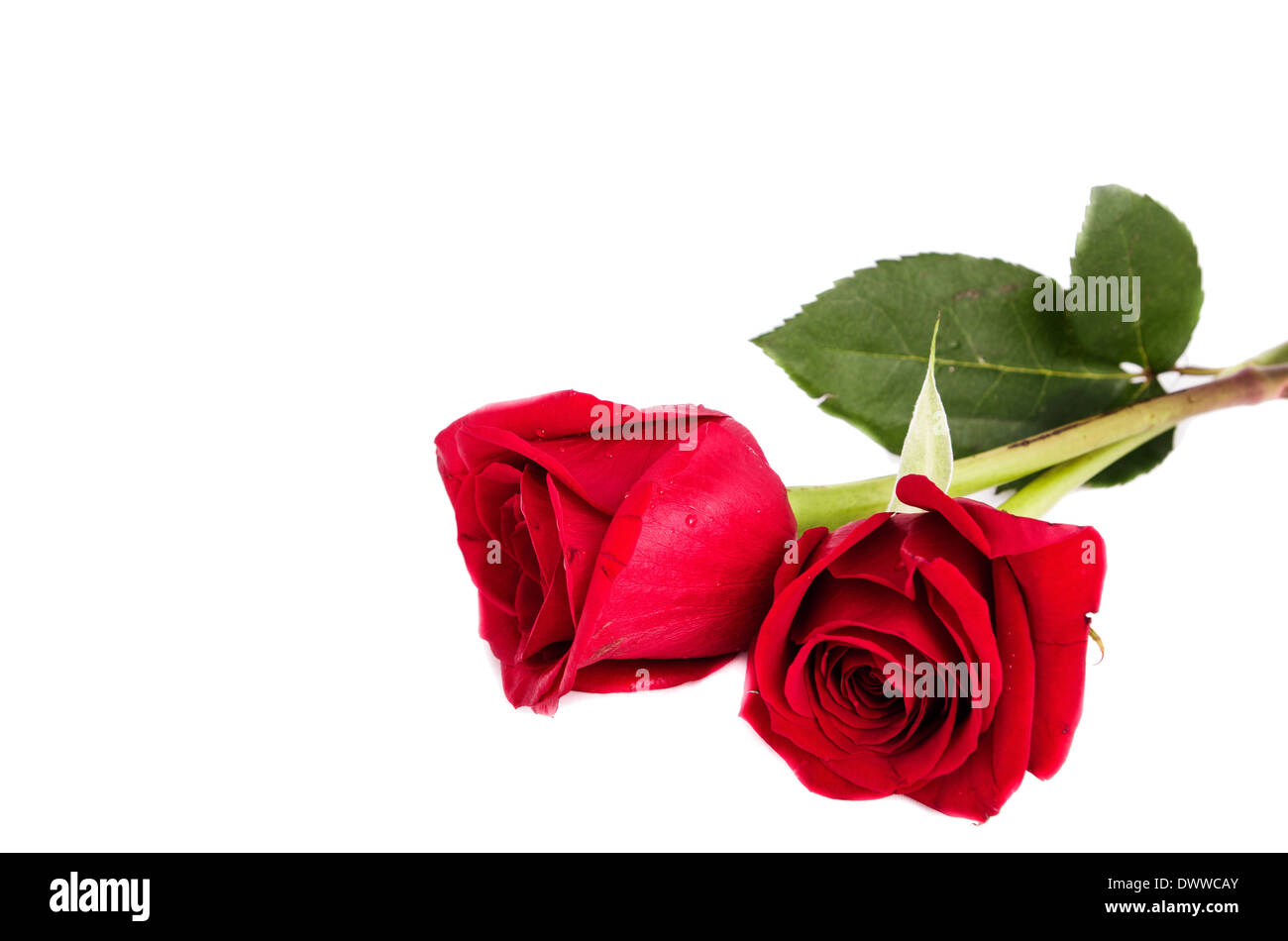 red rose isolated on white background Stock Photo - Alamy