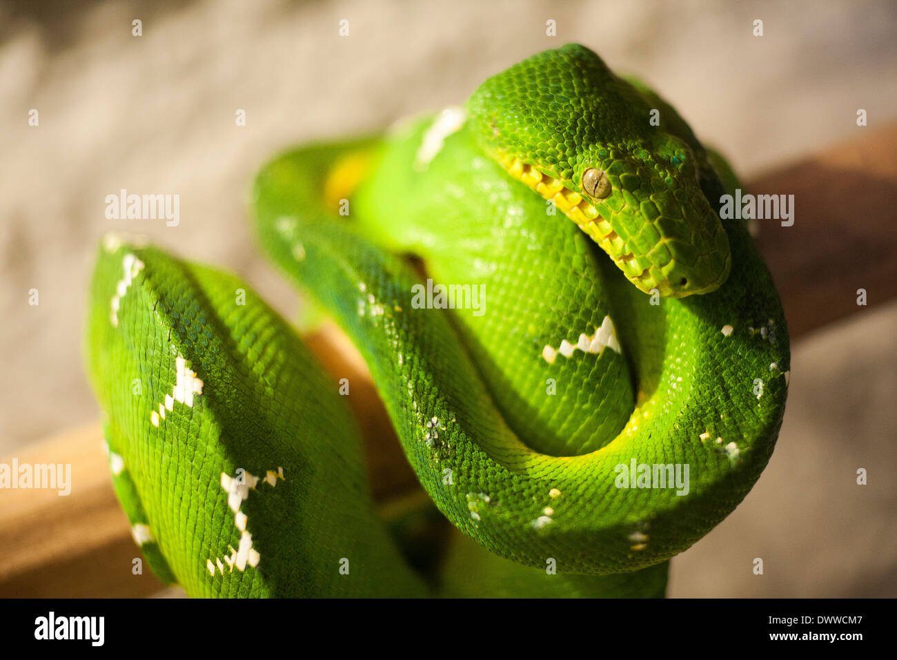 A green vine snake in captivity in the mountian town ofJuayua on the rutas de la flores in El Salvador Stock Photo