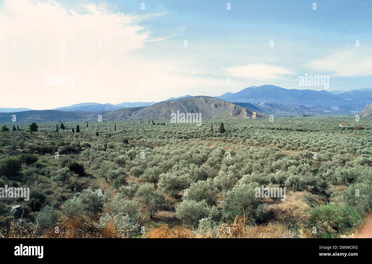 Greece. Around Delphi. Overview of the plain north of the port of Itea,  known as the Sea of ​​Olives Stock Photo - Alamy