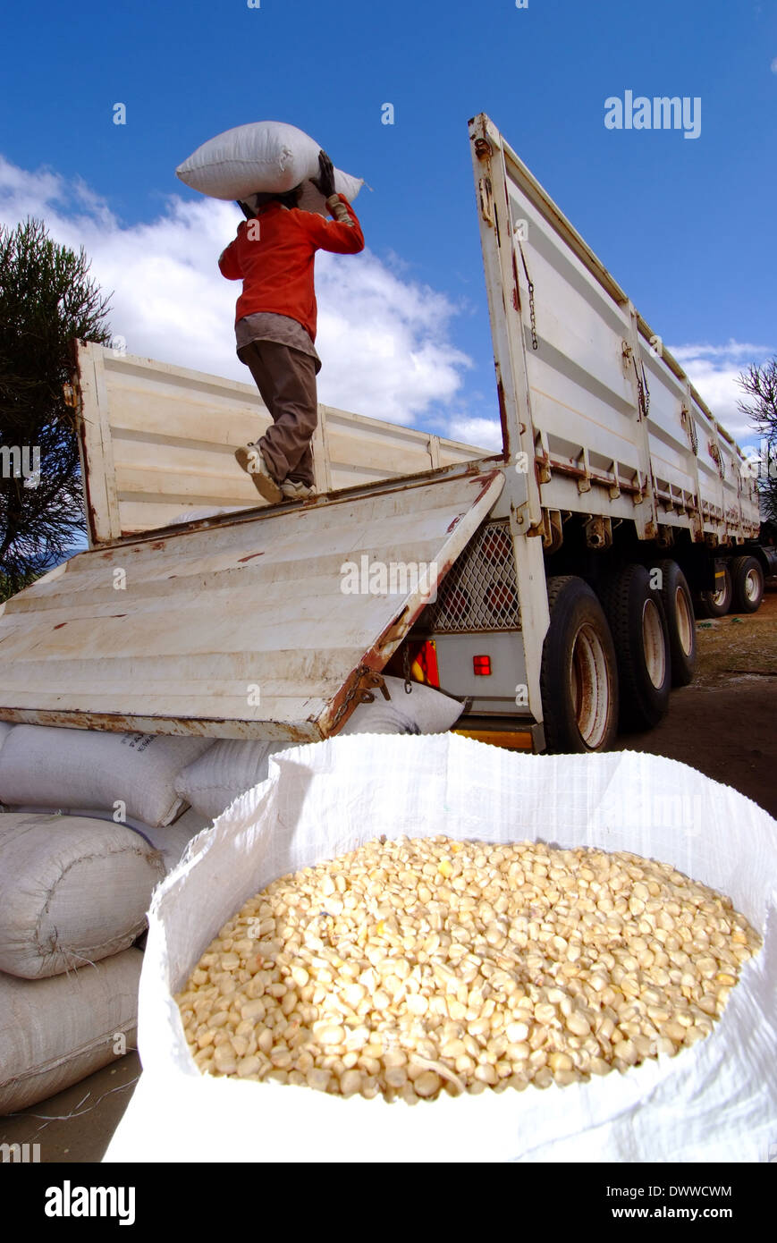 Maize;maize farming;transport;Mozambique;Tete province;bags of maize