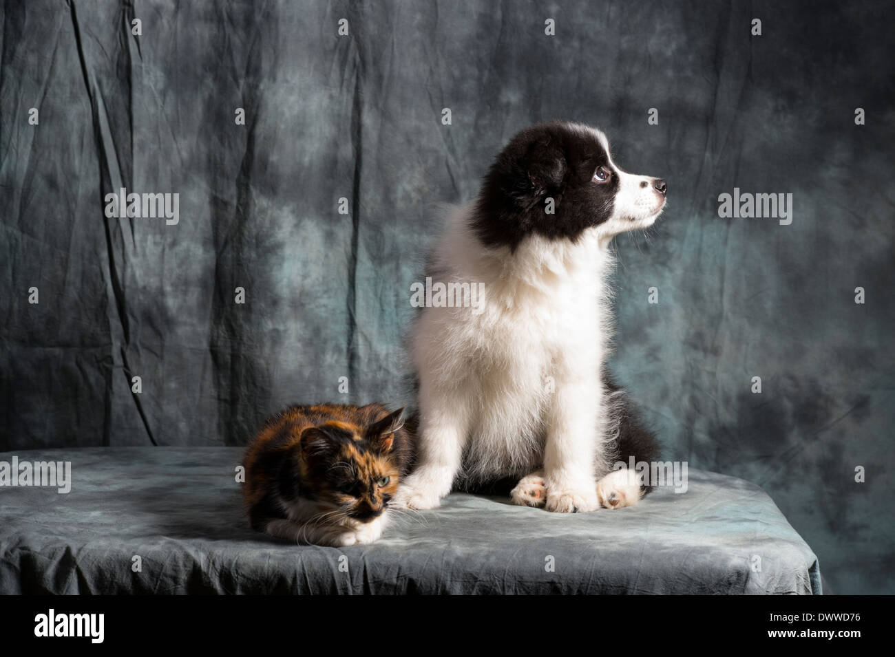 Border collie Puppy and young cat resting together in studio Stock Photo