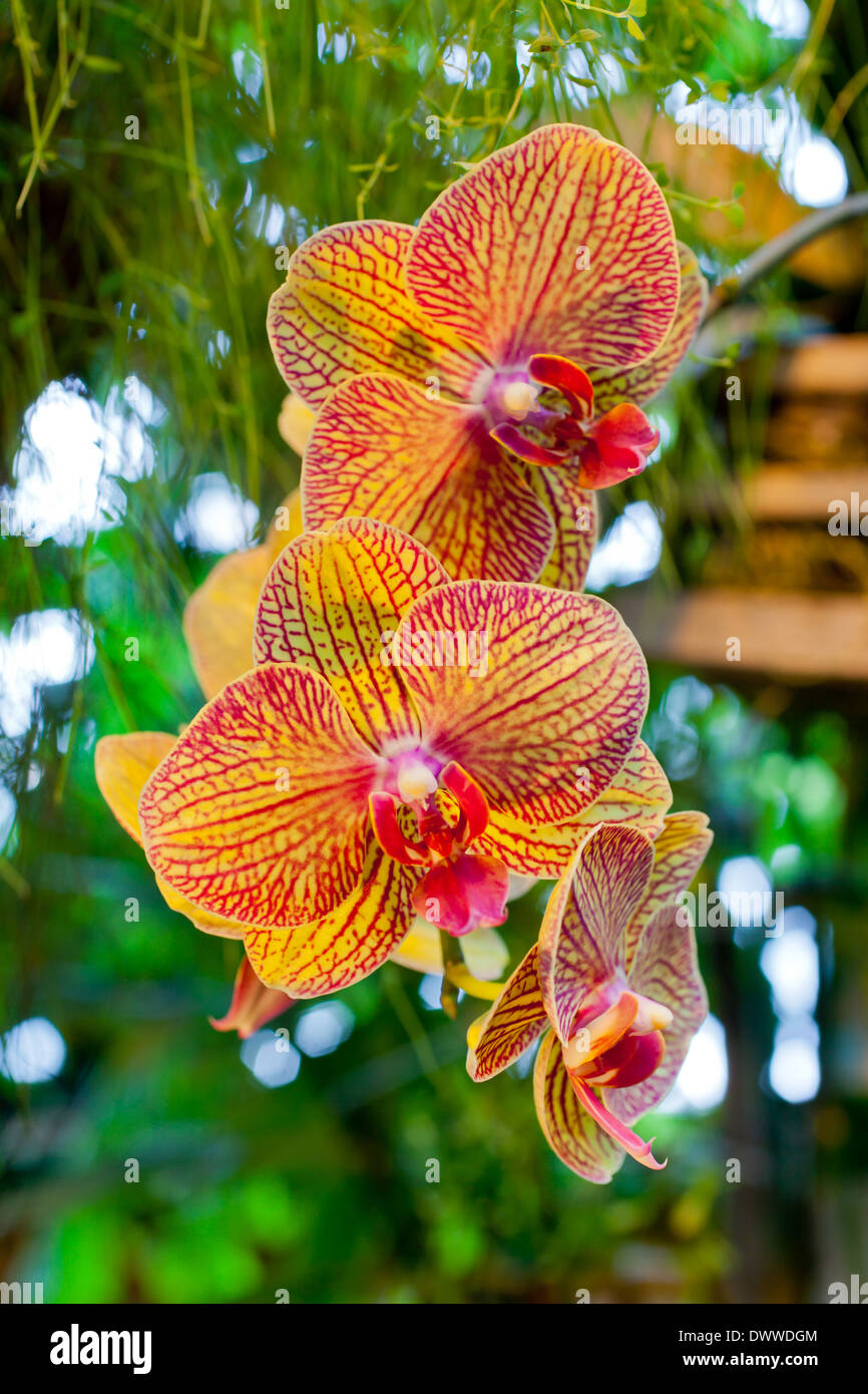 Orange orchid flowers hires stock photography and images Alamy