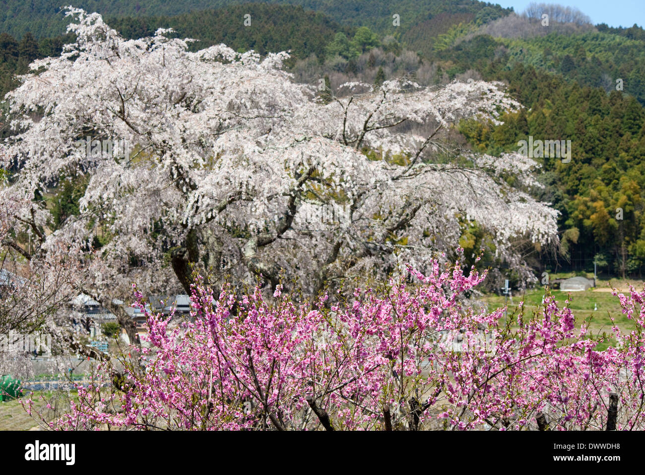 Nara plant hires stock photography and images Alamy