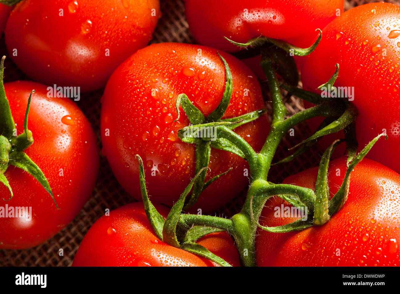 Organic Red Ripe Tomatoes on the Vine Stock Photo - Alamy