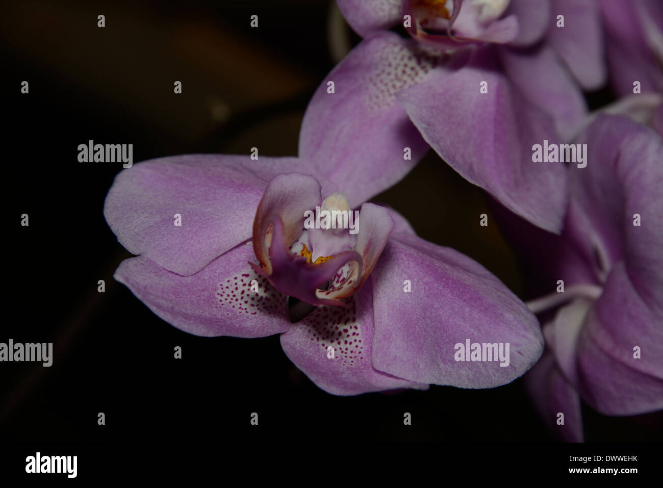 Orchid flower close up Stock Photo
