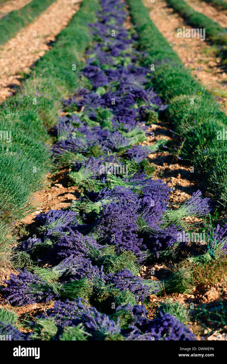 Lavender field Stock Photo