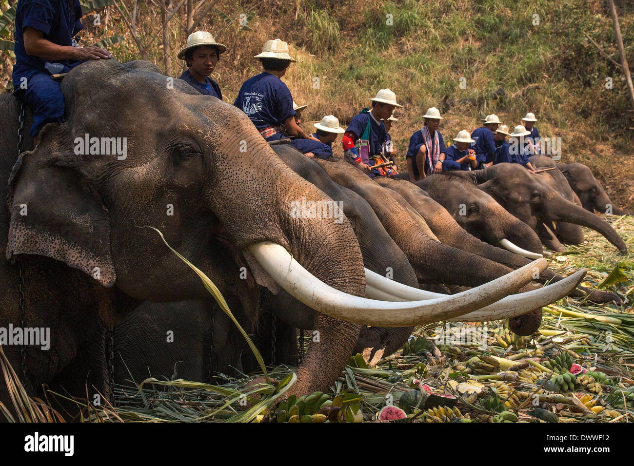 Mae Rim, Thailand. 13th Mar, 2014. The elephants gather to feast on watermelon, sugarcane, and banana. Annually on March 13th, the Thai people celebrate National Elephant Day, to honor the national animal Mae Rim, Thailand. 13th Mar, 2014. The elephants gather to feast on watermelon, sugarcane, and banana. Annually on March 13th, the Thai people celebrate National Elephant Day, to honor the national animal