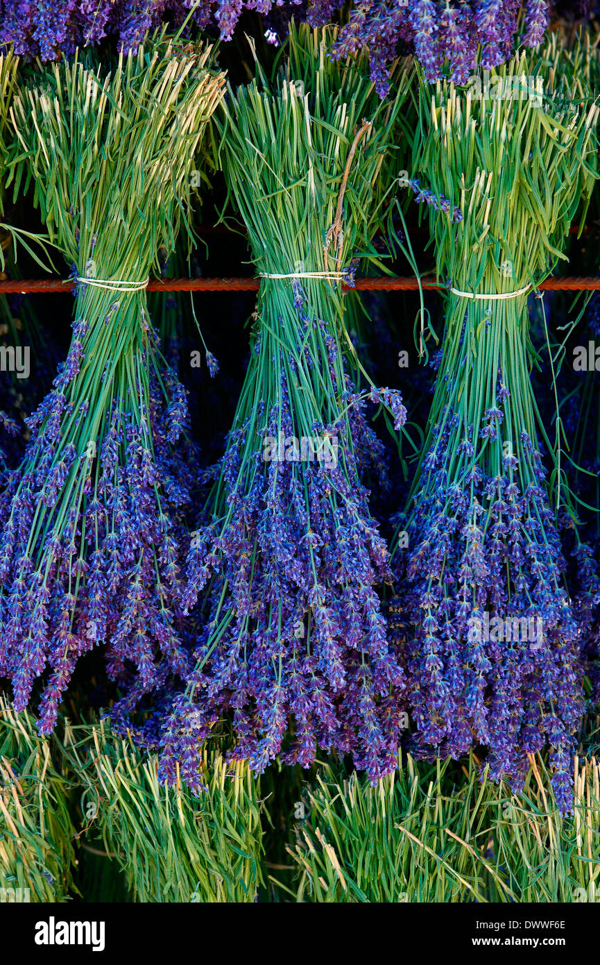 Lavender harvest Stock Photo