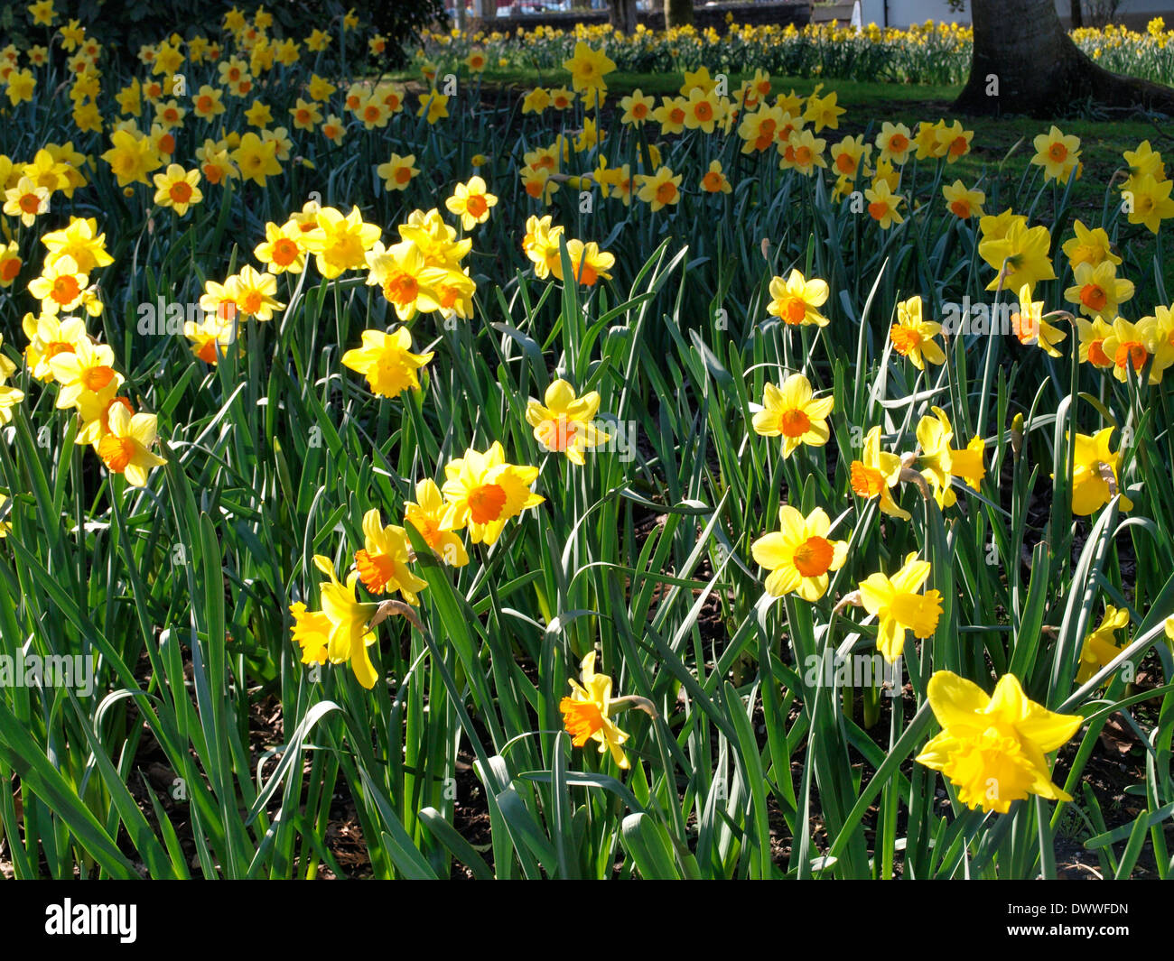 Daffodils in Bideford Park, Devon, UK Stock Photo