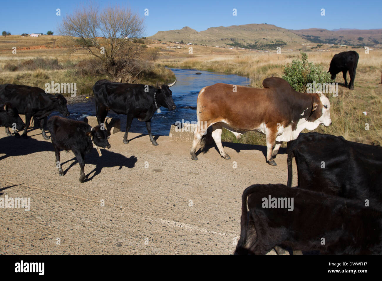 Cattle cross the Bushmans River in the foothills of the Drakensberg ...