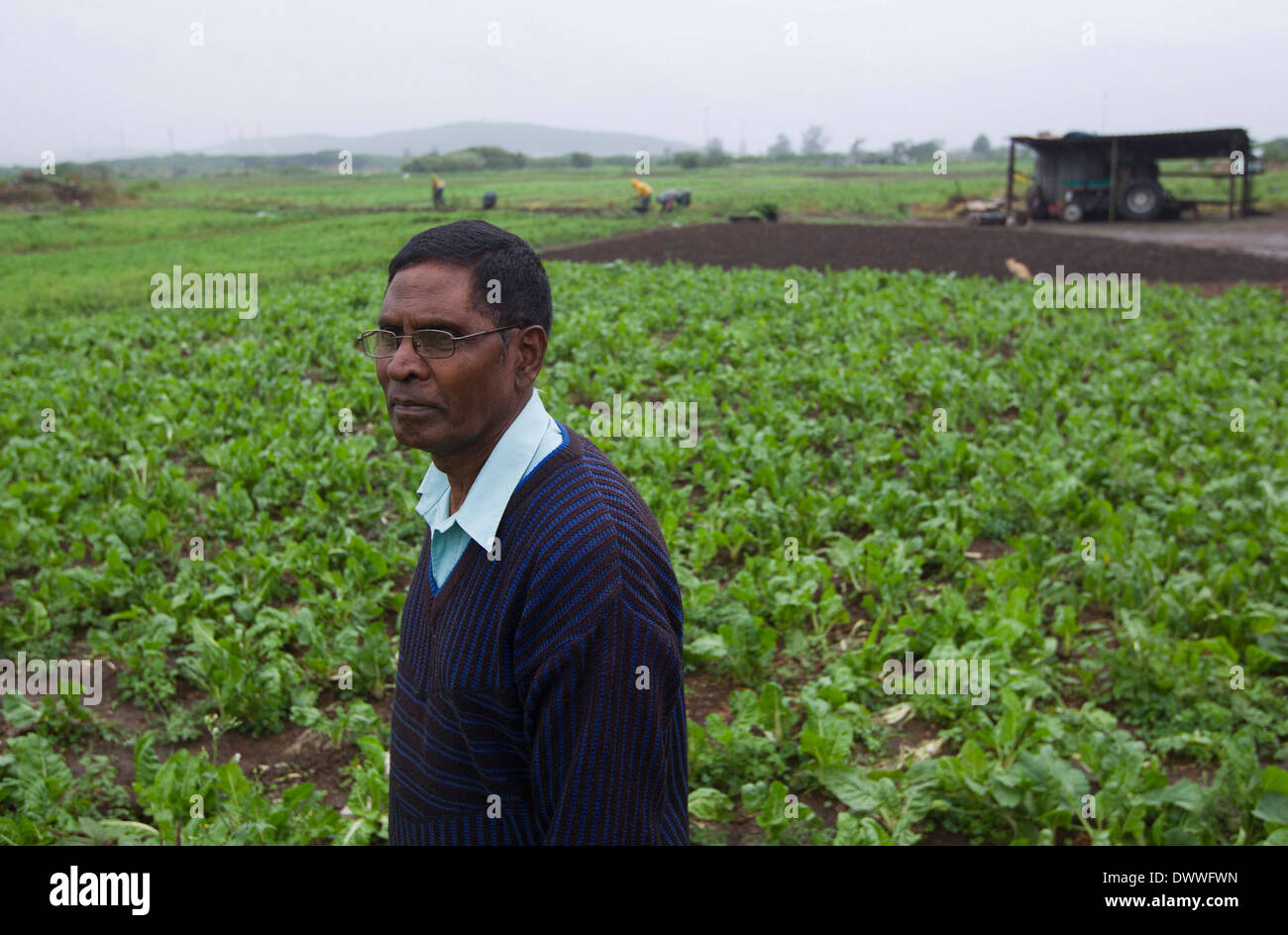 Siga Govender stands amongst spinach on is farm on land abutting the old airport in Prospecton in Durban, 21 November 2013. He Stock Photo