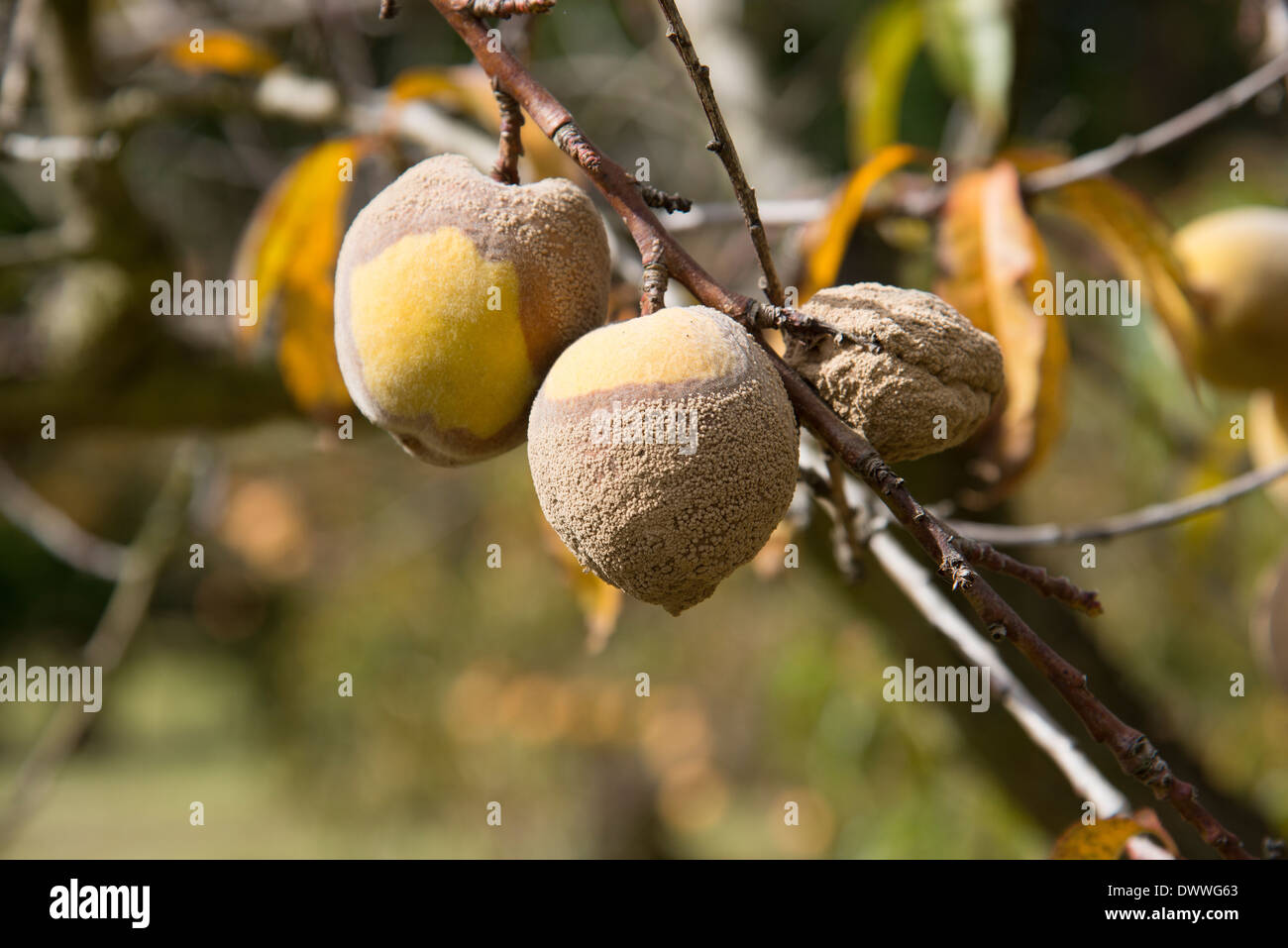 Peaches tree fruit hires stock photography and images Alamy