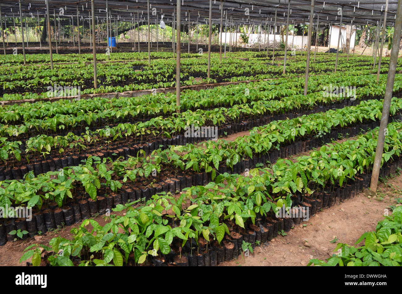 Cocoa in ghana hires stock photography and images Alamy