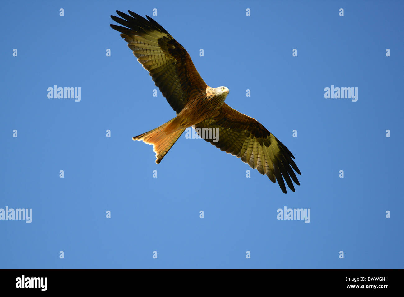 Red Kites at Gigrin Farm Kite Centre Red Kite Feeding Station at