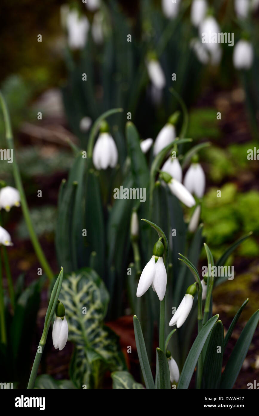 Galanthus cicely hall white flowers green markings flower bulbs snowdrops spring flowering Stock Photo