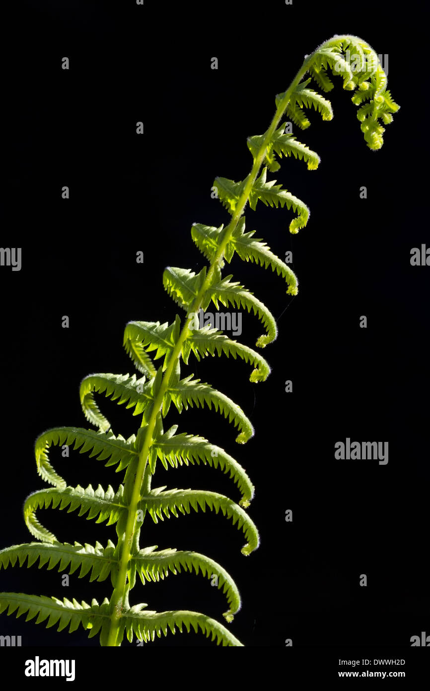 Sunlit young fern (Pteridophyta) set against a black background. Stock Photo