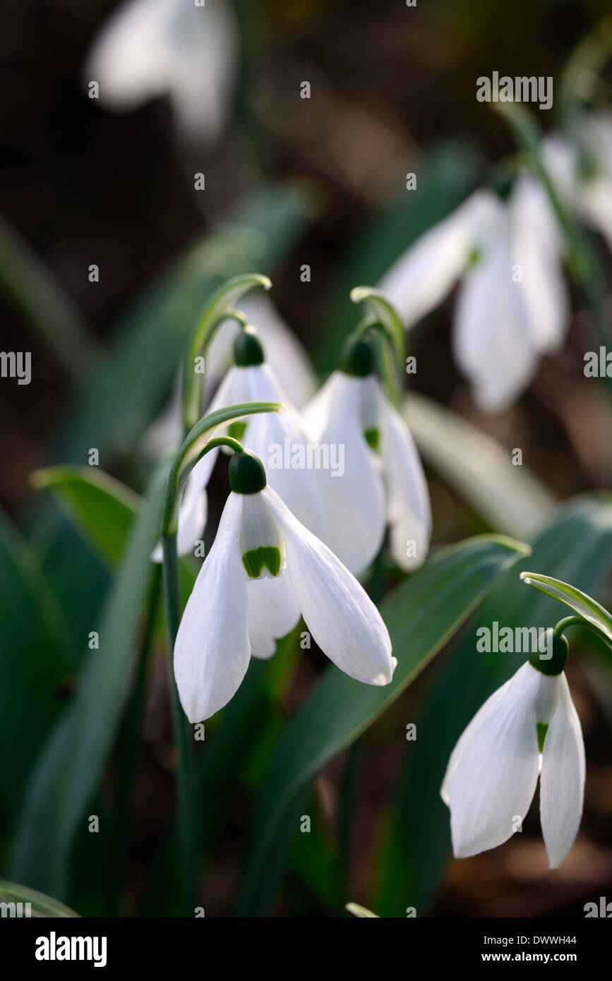 Galanthus helen tomlinson hires stock photography and images Alamy
